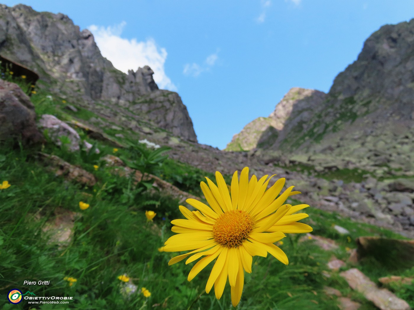 35 Doronicum grandiflorum (Doronico dei macereti) con la Sfinge.JPG